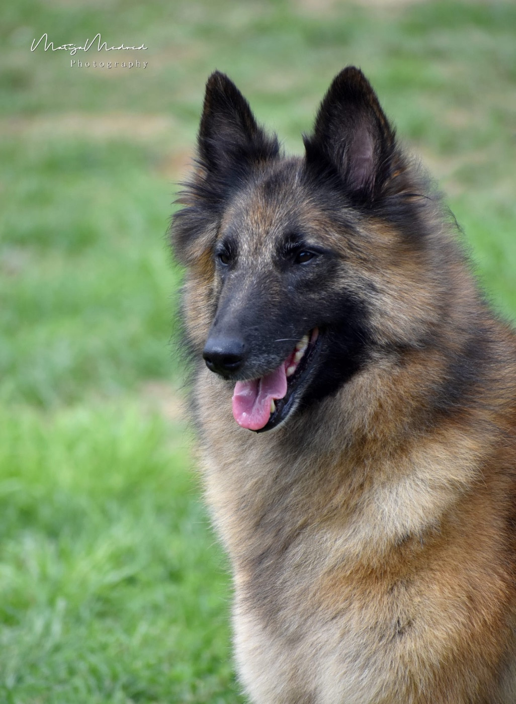 Publication : Astra Meum Auteur : Matija