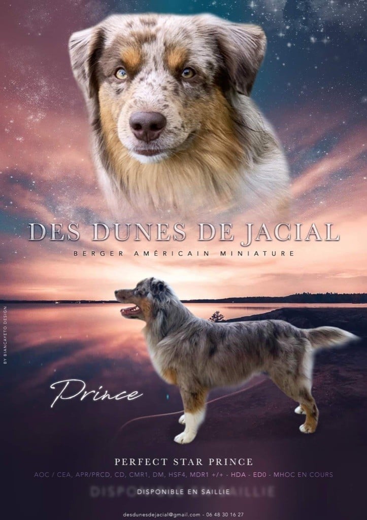 Perfect star prince Des Dunes De Jacial