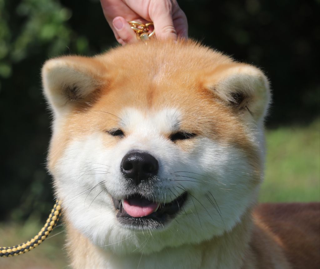 Publication : Des Fideles Akita Ken