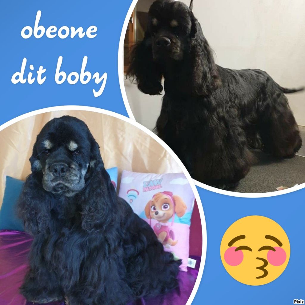 Obeone mon coeur Of Anamericha Color Dream's