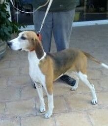 Publication : Des Terres D'Harmony Auteur : MAURICE PALMIER