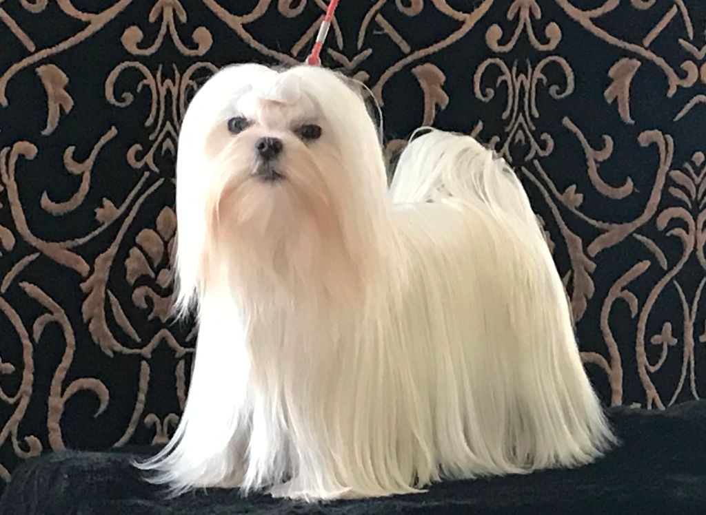 Publication : de L'Adoree Peneloppe Auteur : Marie Nogueira