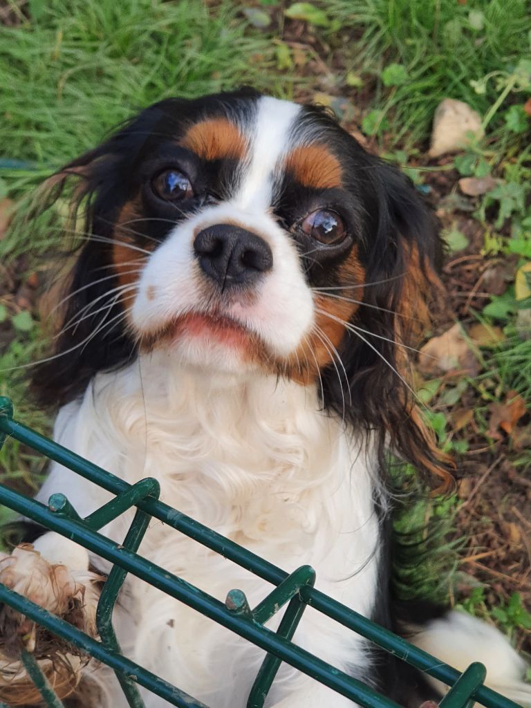 Publication : Du Paradis De Plaisance