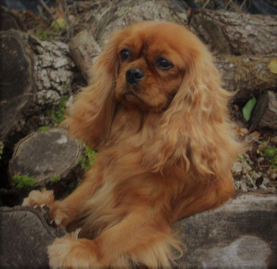 Auteur : laurence Bernard