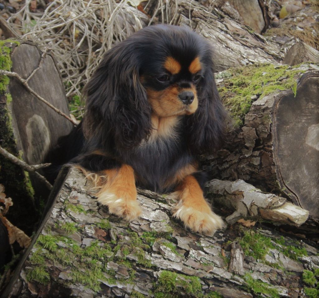 Auteur : Bernard Laurence