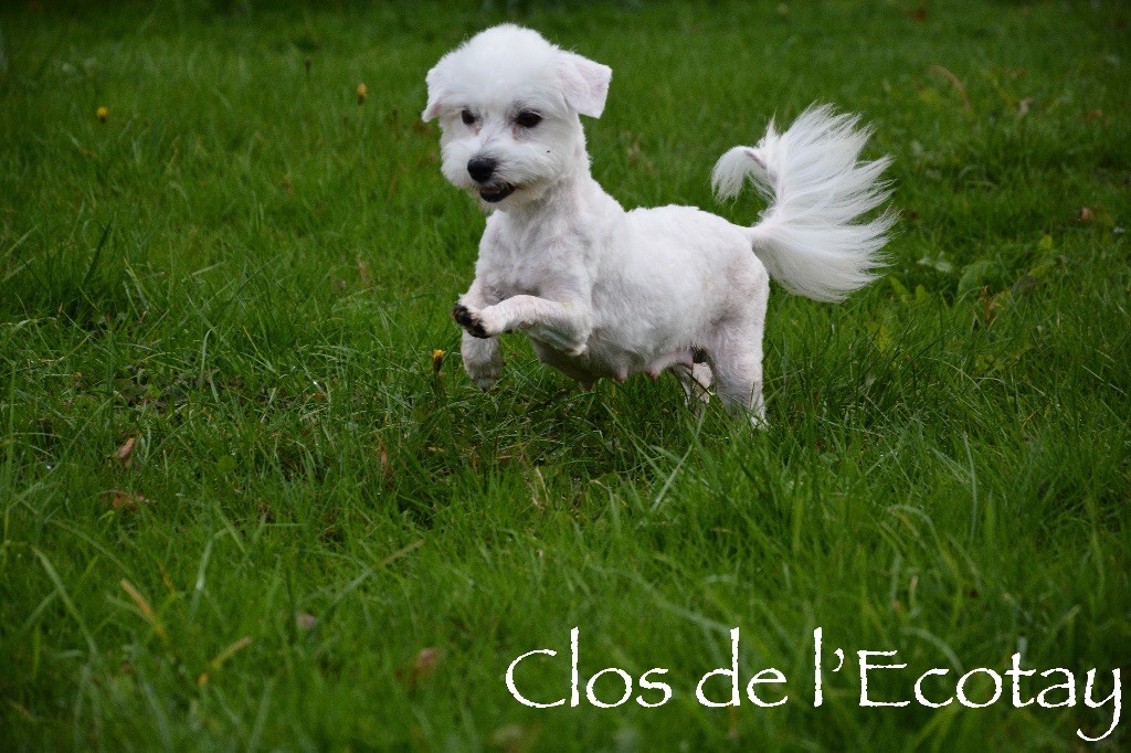 Publication : Du Clos De L'Ecotay