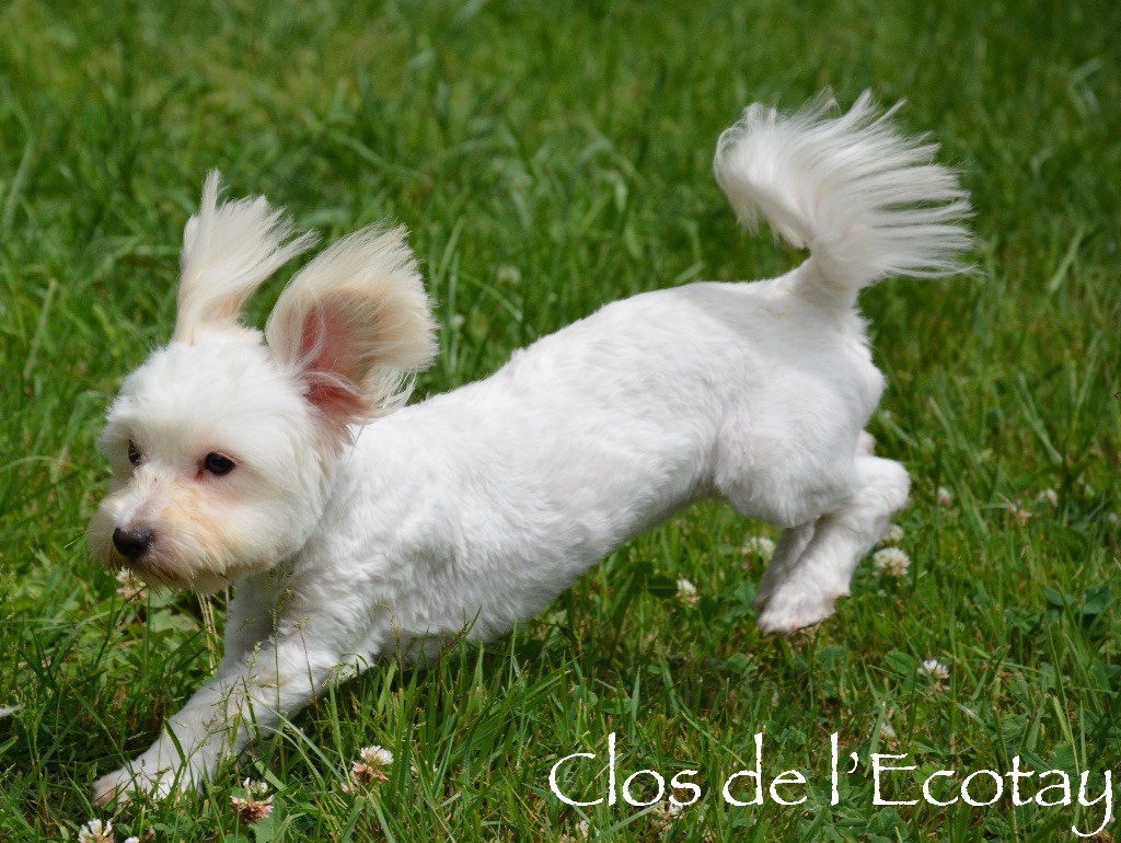 Publication : Du Clos De L'Ecotay Auteur : clos de l'ecotay