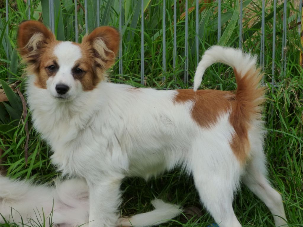 Rose Des Doudous De La Grave