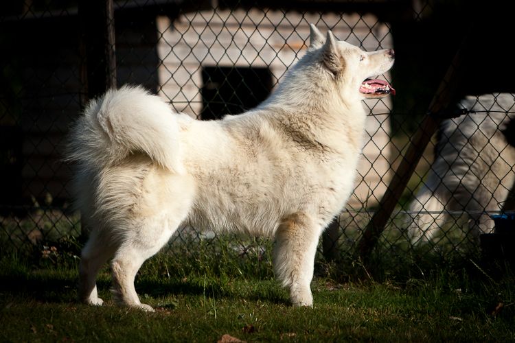 Publication : Seven Kingdoms Wolves 