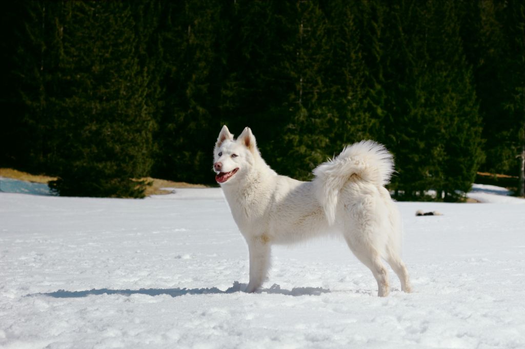 Publication : Polar Souls Auteur : wood'cie ranch canin