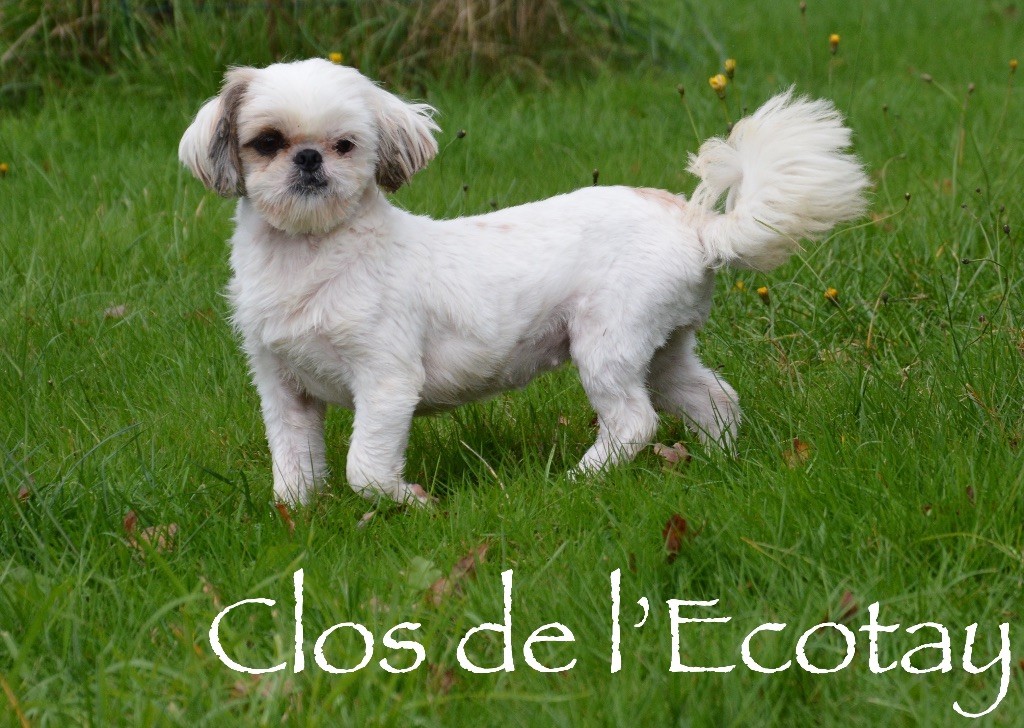 Publication : Du Clos De L'Ecotay Auteur : clos de l'Ecotay