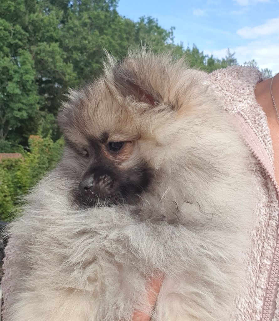 Publication : of Piek'Shawi