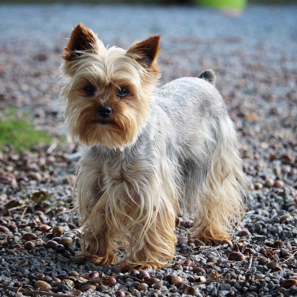 Natty du moulin de madjurie