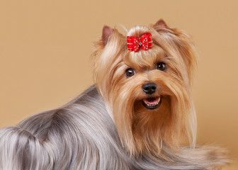 Publication : of Kieu Temple 