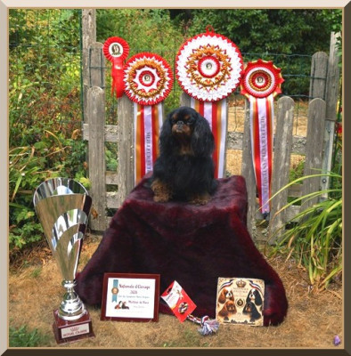 Étalon King Charles Spaniel - CH. Norrah De la rivieroise