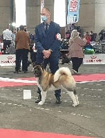 Étalon Akita americain - P'akita Of Iron Duck