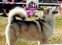 Étalon Alaskan Malamute - soul of angels Blue