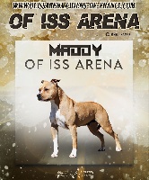 Étalon American Staffordshire Terrier - Maddy Of Iss Arena