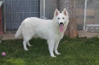 Étalon Berger Blanc Suisse - Pawnee du plateau ardennais