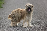 Étalon Berger des Pyrenees à poil long - Nayat De mauna kea