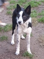 Étalon Border Collie - Roxane (Sans Affixe)