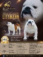 Étalon Bulldog Anglais - CH. onahia del atlante Littmann