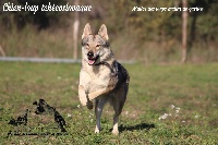 Étalon Chien-loup tchecoslovaque - Malice Des Loups Malins De Gaelice