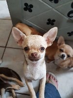 Étalon Chihuahua - Pretty des Trésors des Petites Collines