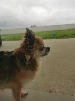 Étalon Chihuahua - Joyce des salines de la baie