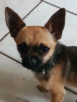 Étalon Chihuahua - Presley Des Petites Brindilles
