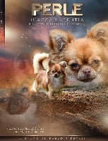Étalon Chihuahua - Perle d'Acca Larentia