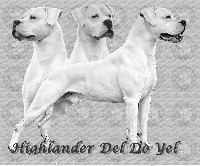 Étalon Dogo Argentino - CH. Highlander del do yel