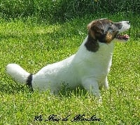 Étalon Jack Russell Terrier - max power Amarok
