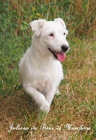 Étalon Jack Russell Terrier - Juliana du bois de Morchène