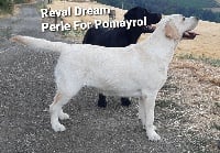 Étalon Labrador Retriever - reval dream Perle for pomayrol