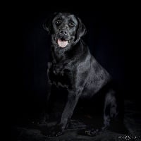 Étalon Labrador Retriever - Pépite Du Pomayrol