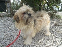 Étalon Lhassa Apso - Oupette de Jerrie Black