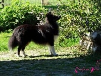 Étalon Shetland Sheepdog - Libellule De La Terre De Neaure