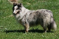 Étalon Shetland Sheepdog - Oihana des Bordes Rouges