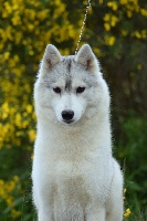 Étalon Siberian Husky - Akela - jch.out of control on The Land Of Wolves