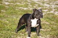 Étalon Staffordshire Bull Terrier - Pablo blue 2 De la crique du Flojule