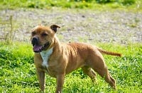 Étalon Staffordshire Bull Terrier - Priska Forgiveness American Dog