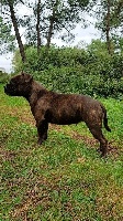 Étalon Staffordshire Bull Terrier - Thebilly Goat Olympe