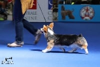 Étalon Welsh Corgi Pembroke - CH. triple h Dcdk under a paper moon