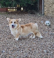 Étalon Welsh Corgi Pembroke - Plume de Paline