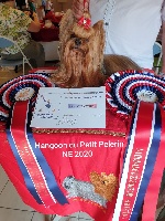 Étalon Yorkshire Terrier - CH. Hangoon Du Petit Pelerin