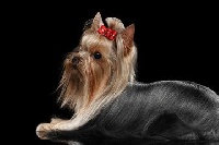 Étalon Yorkshire Terrier - Pongo De la Bergerie du Coteau