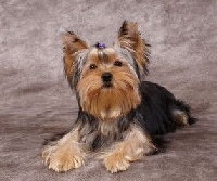 Étalon Yorkshire Terrier - Teenangel Pin ups