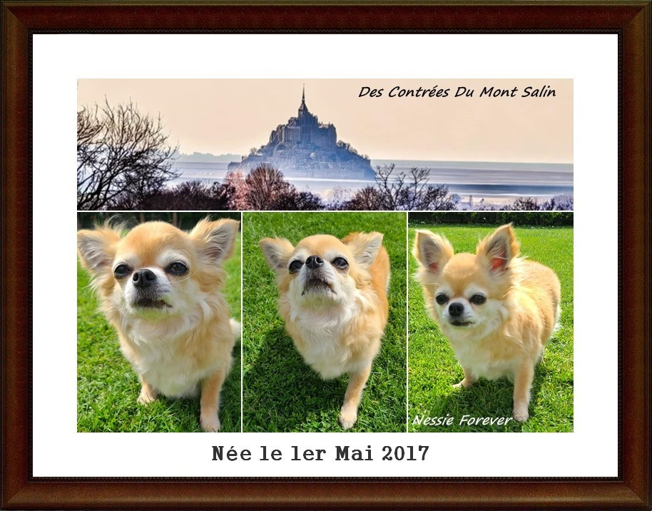 Nessie forever de Torranswald