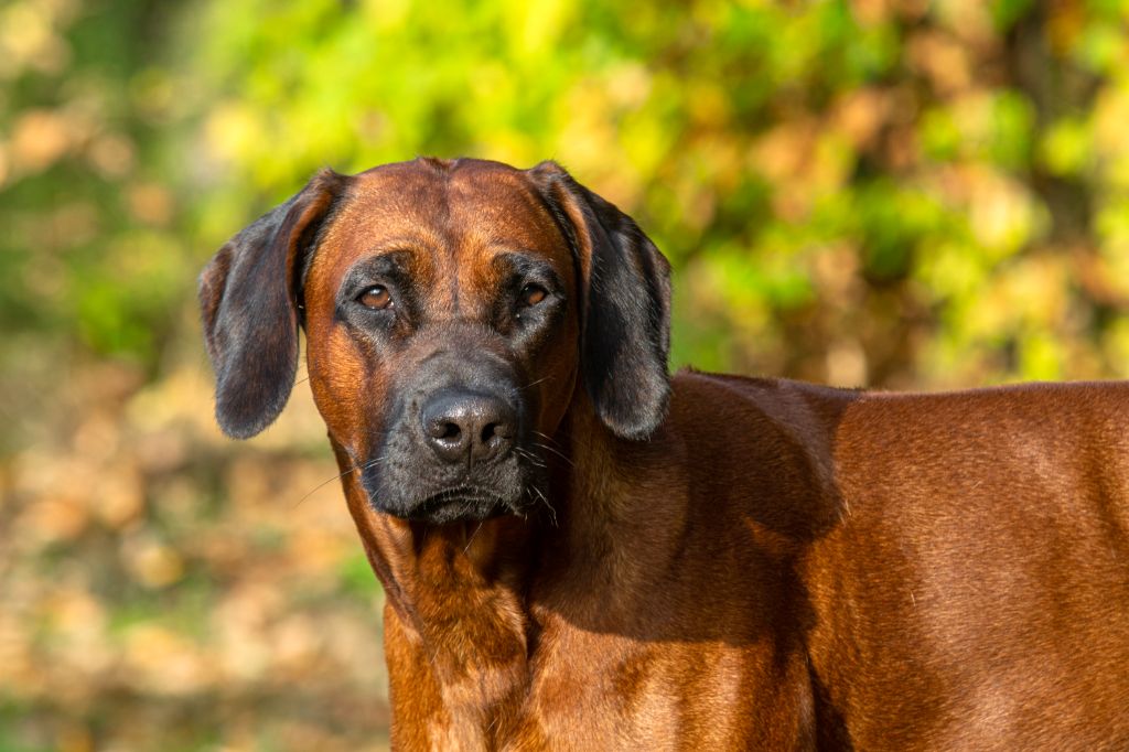 Publication : (Sans Affixe) Auteur : Sébastien Franck